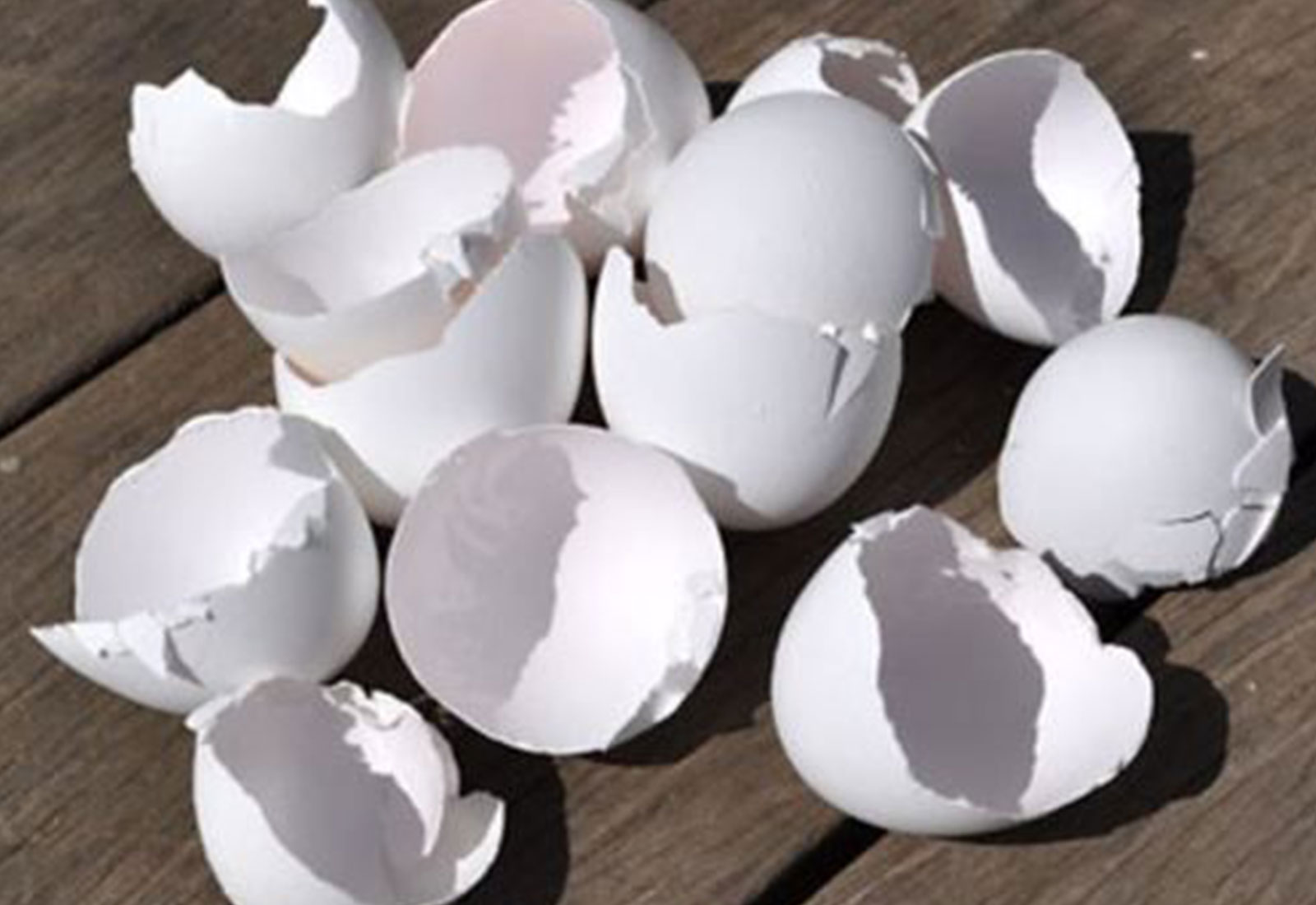 Egg Shell Calcium | Caltron Clays