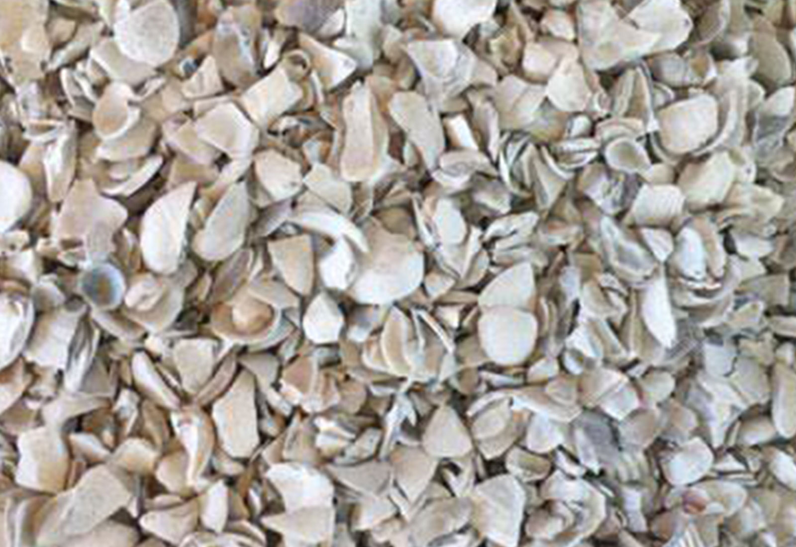 Oyster Shell Calcium Carbon | Caltron Clays